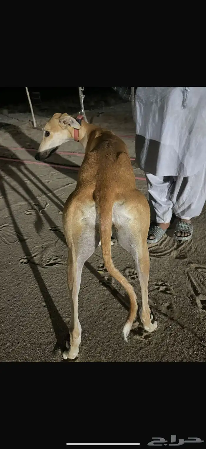 سلقان صيد مستويات طيبه 1