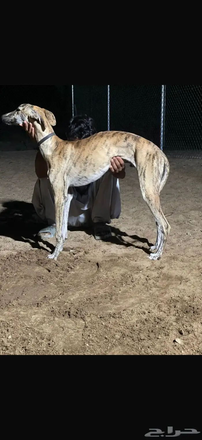 سلقان صيد مستويات طيبه 2