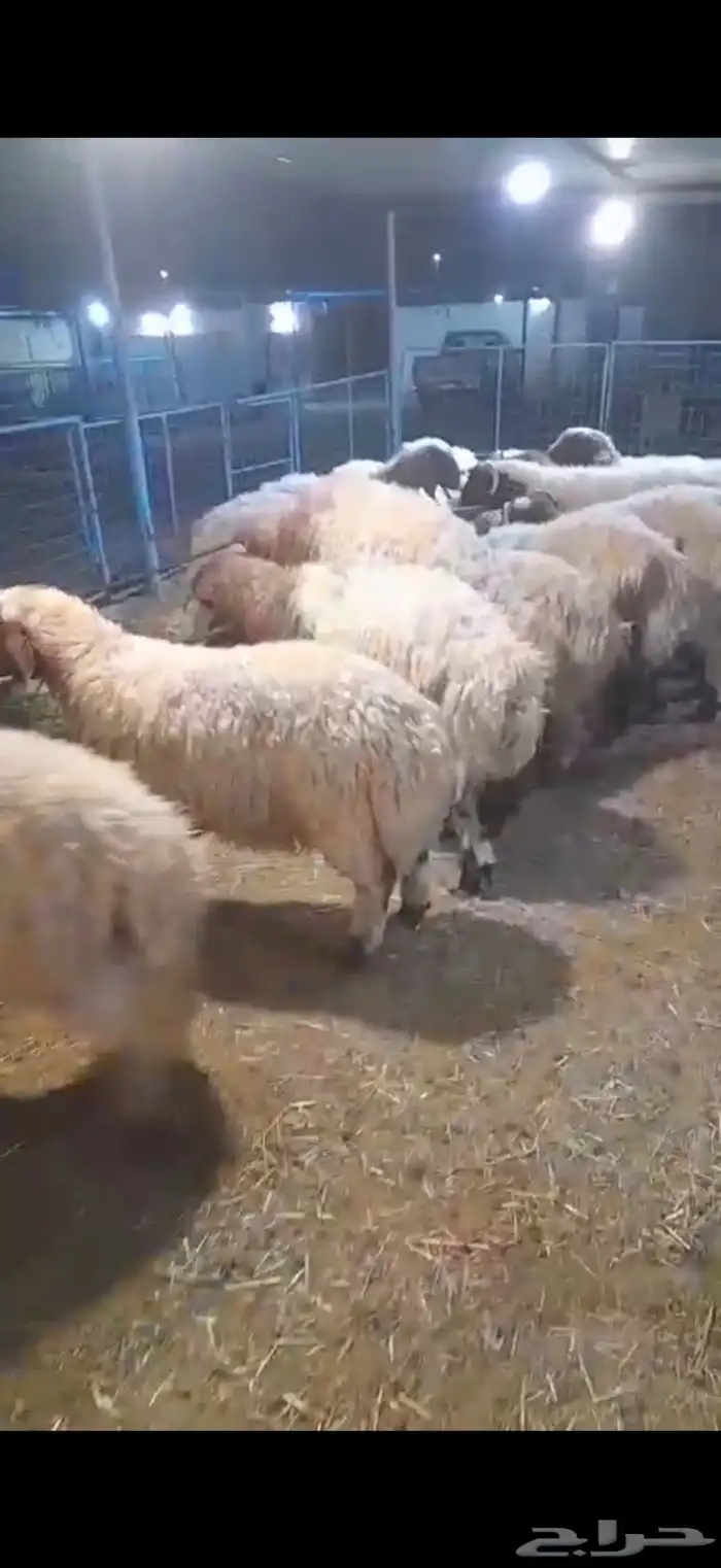 متوفر ذبايح طيبه جذعان فوق ست اشهور 1