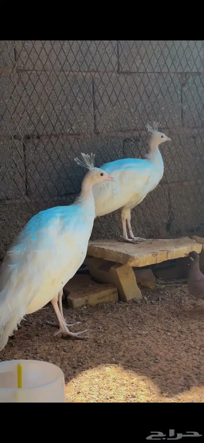 طاووس ابيض البينو 0