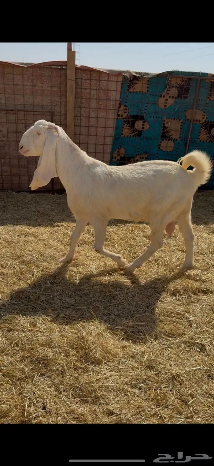 للبيع معزا مشاريك فاخره 3