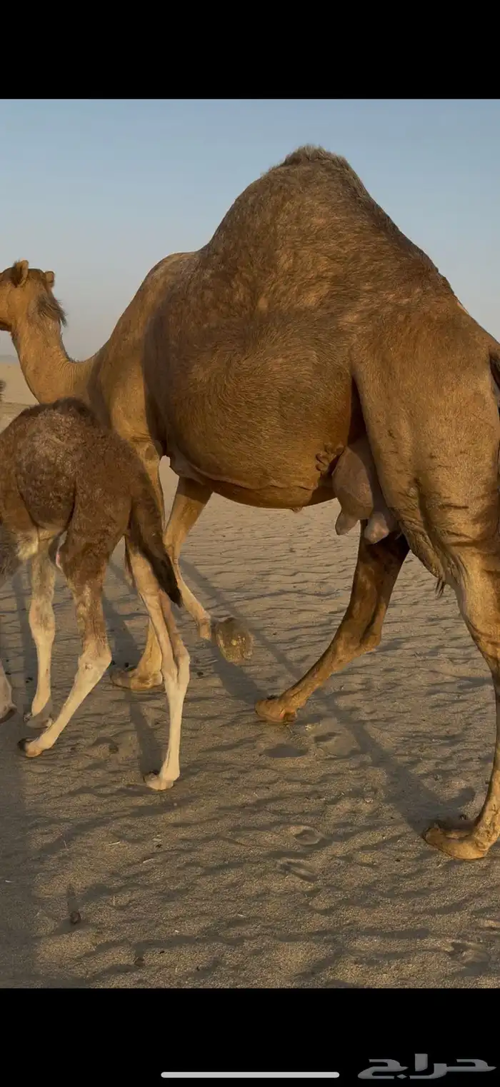 خلفه مصغر ساحليه حمرا حليب 0