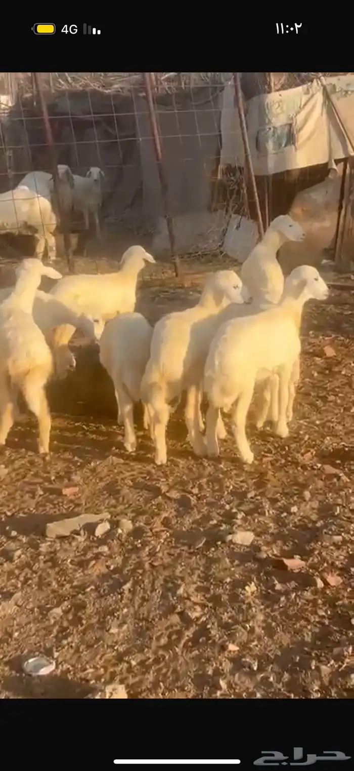 خرفان ورخال 4