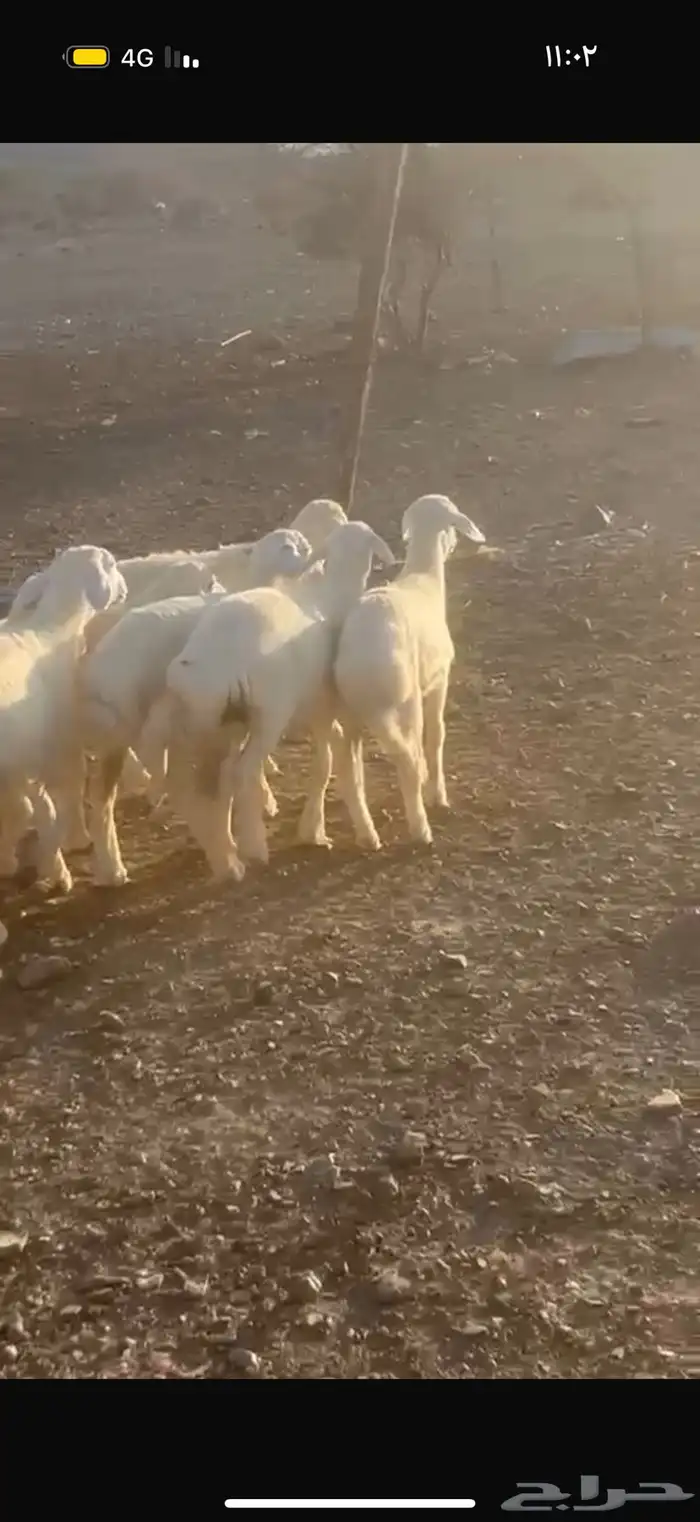 خرفان ورخال 8
