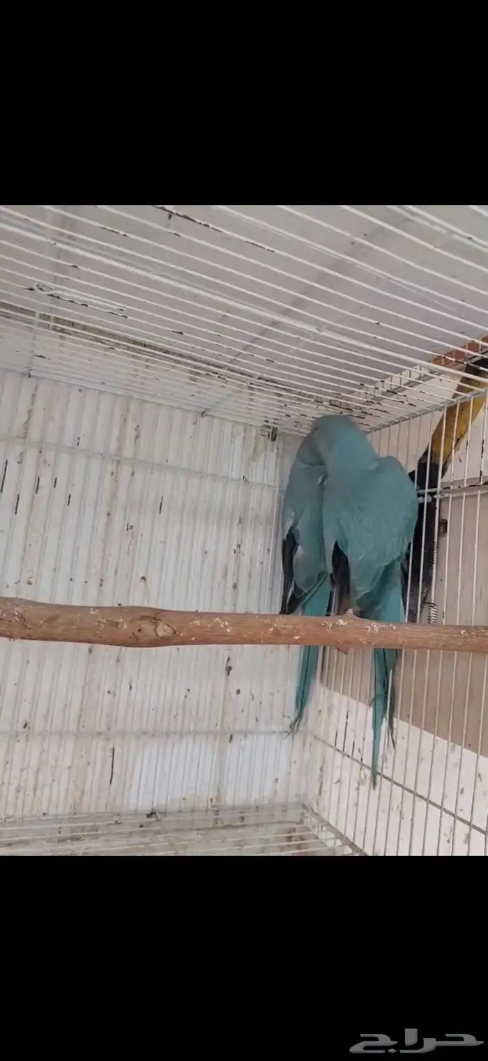 جوز دره ازرق جاهز 3