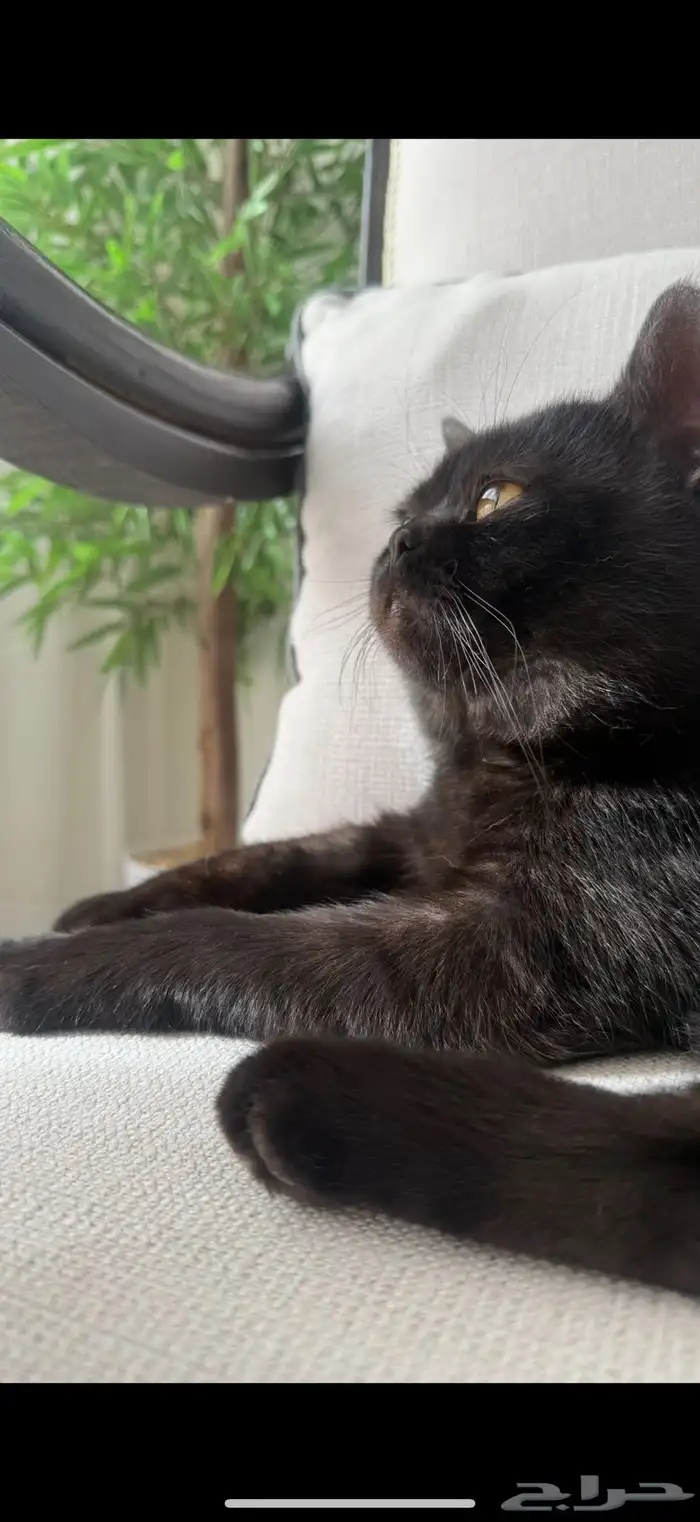 سكوتش ذكر طالب تزاوج 0