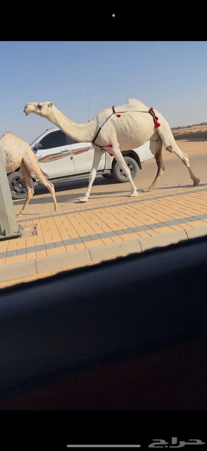 عشرا كفو 2