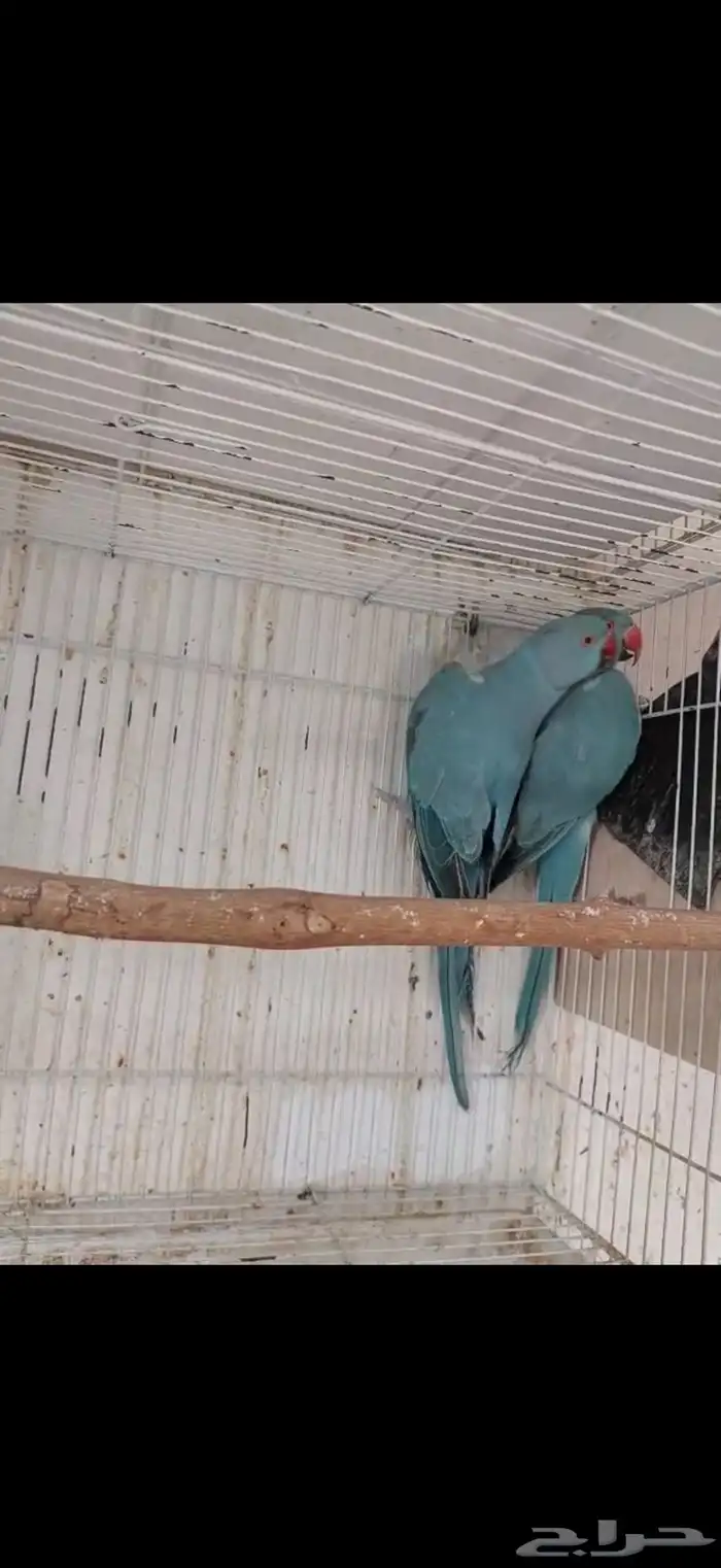 جوز دره ازرق جاهز 4