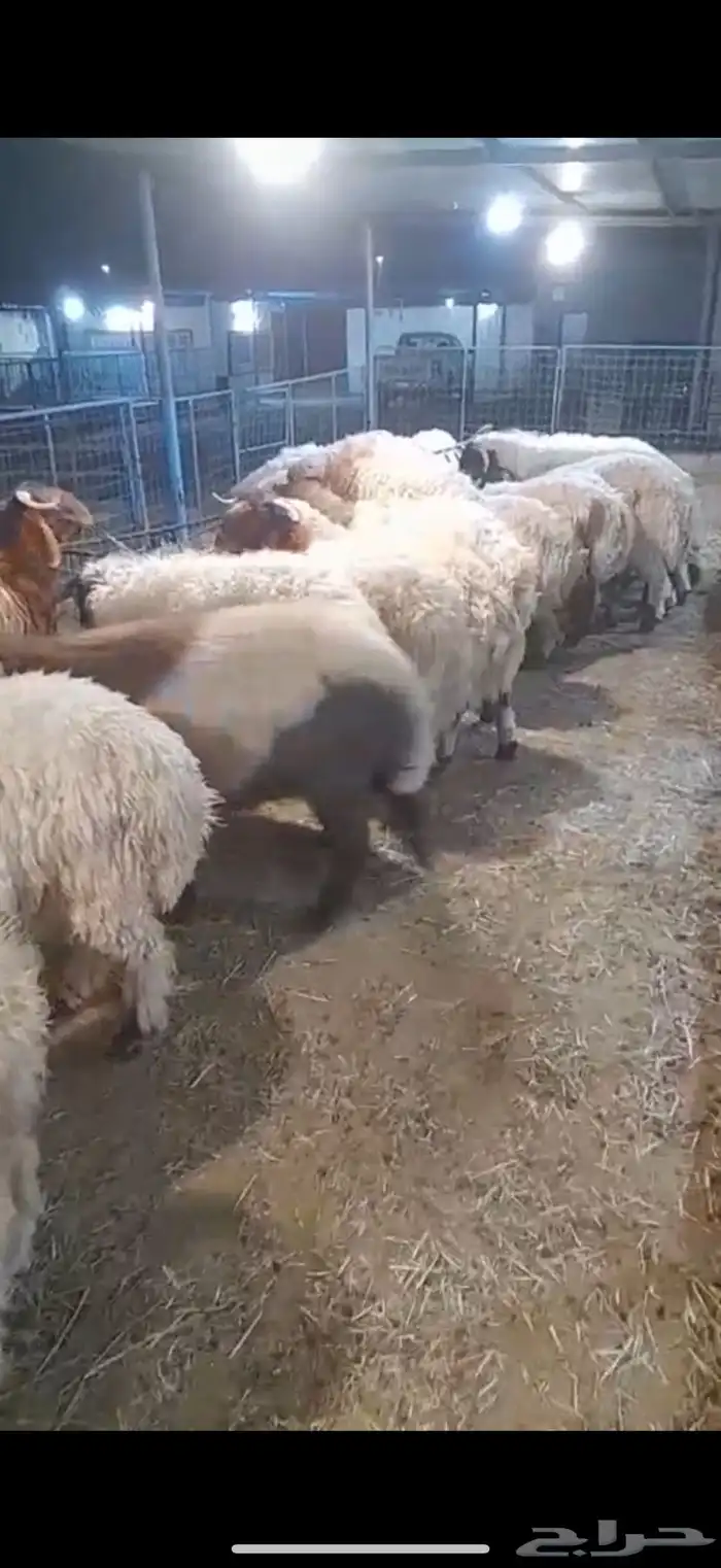 متوفر ذبايح طيبه جذعان فوق ست اشهور 0