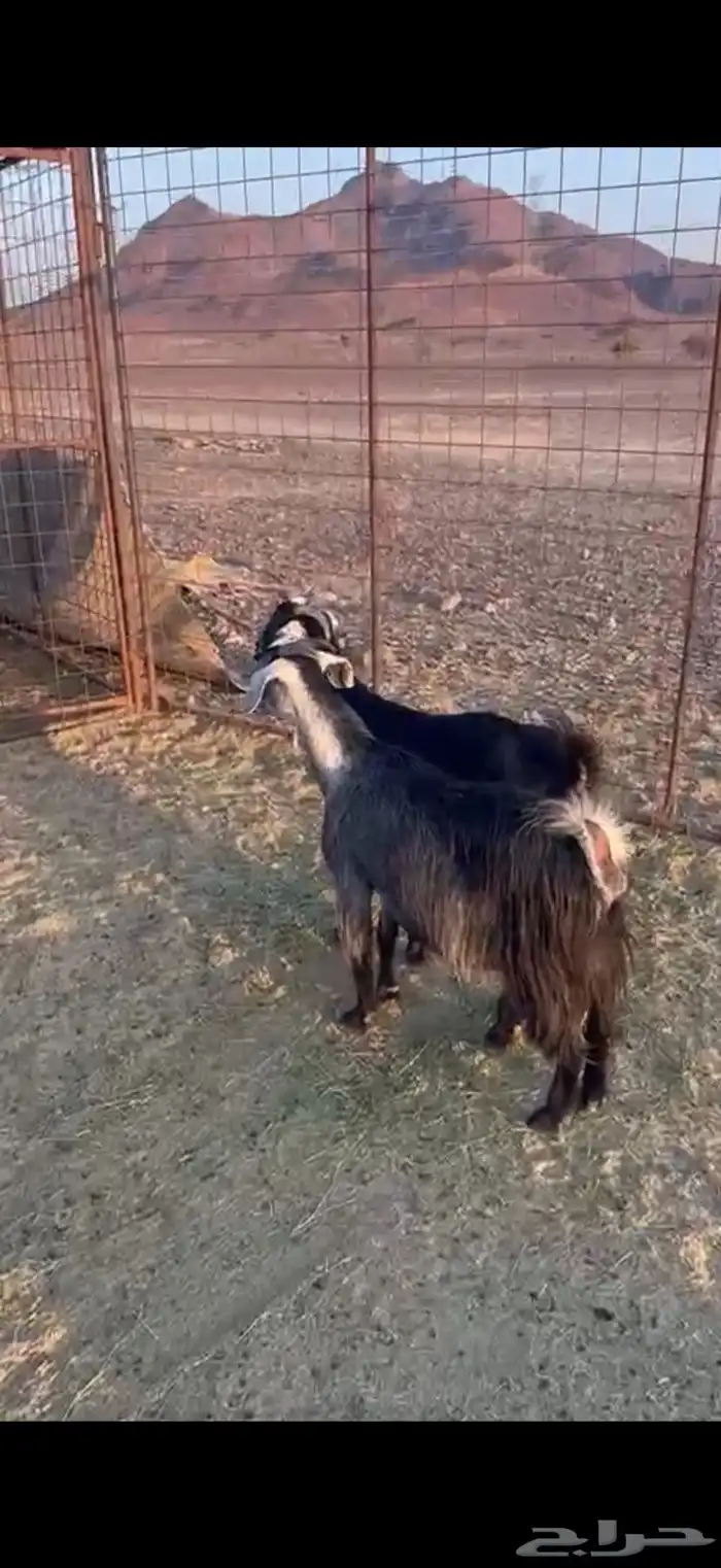 معزا ضريع 0