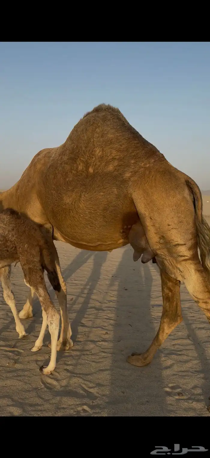 خلفه مصغر ساحليه حمرا حليب 3