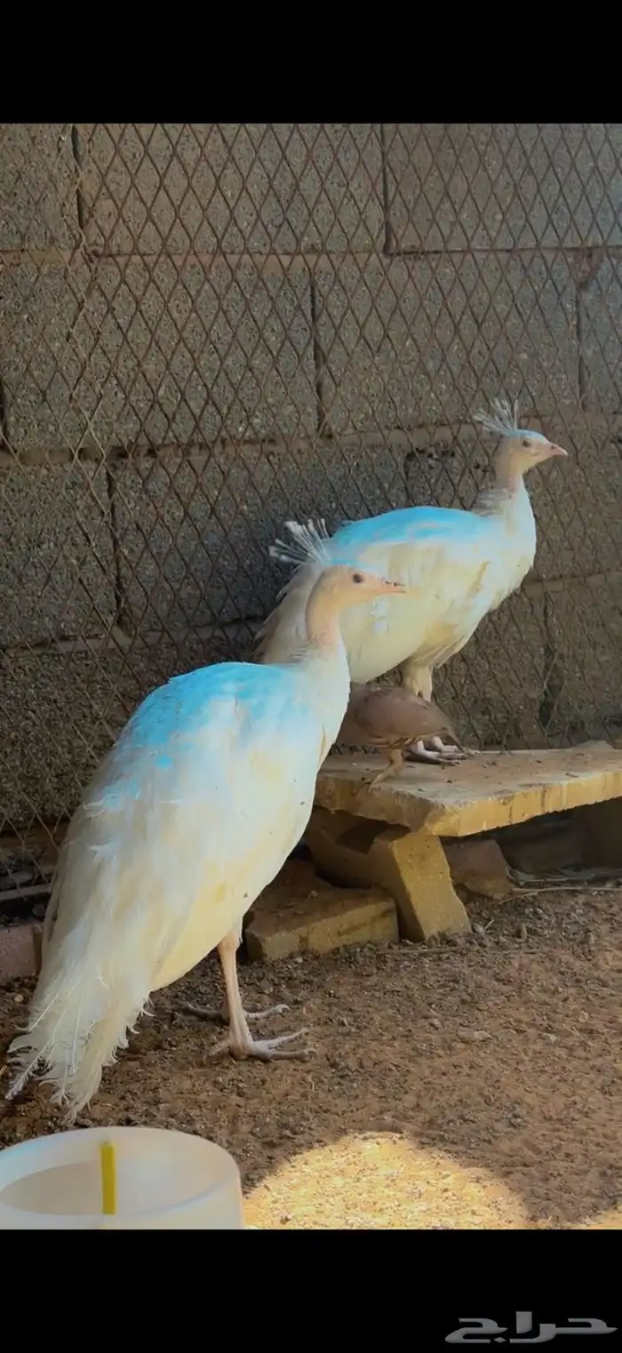 طاووس ابيض البينو 1