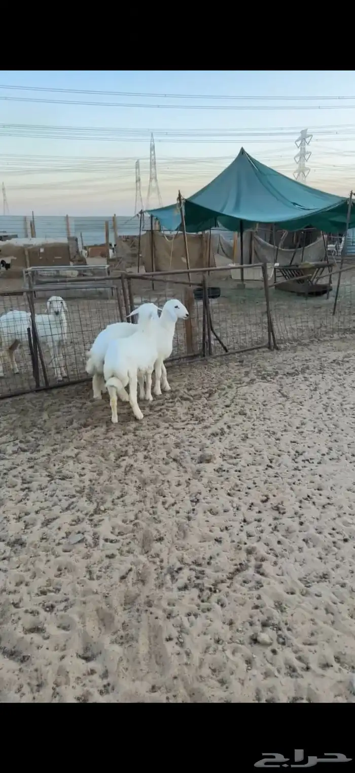 هرافا حري اربع شهور فل 2