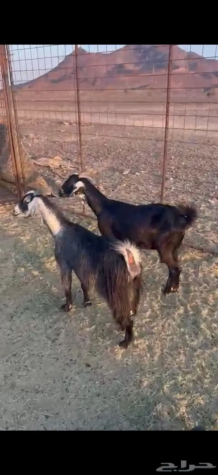 معزا ضريع 4