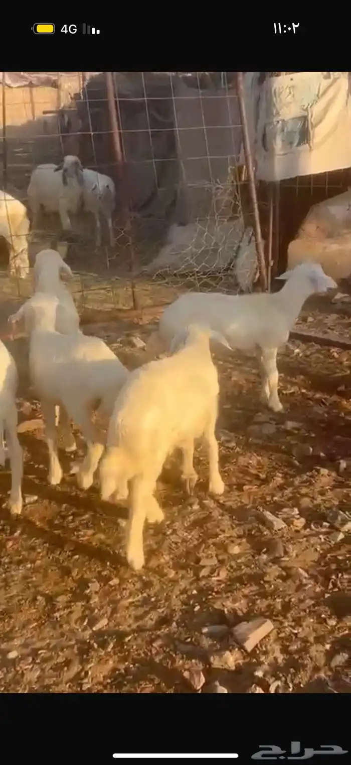 خرفان ورخال 5