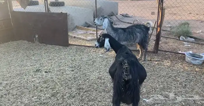 للبيع معزاء حليب 2