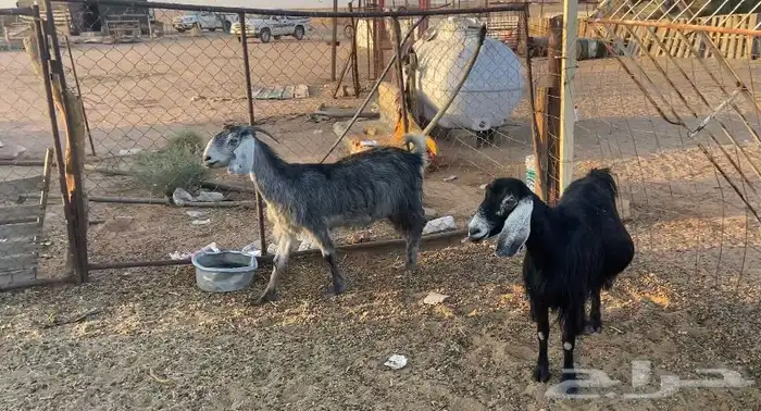 للبيع معزاء حليب 0