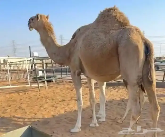 القحه تم البيع 1