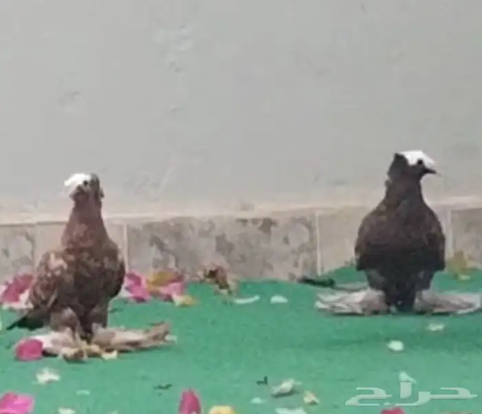 حمام 0