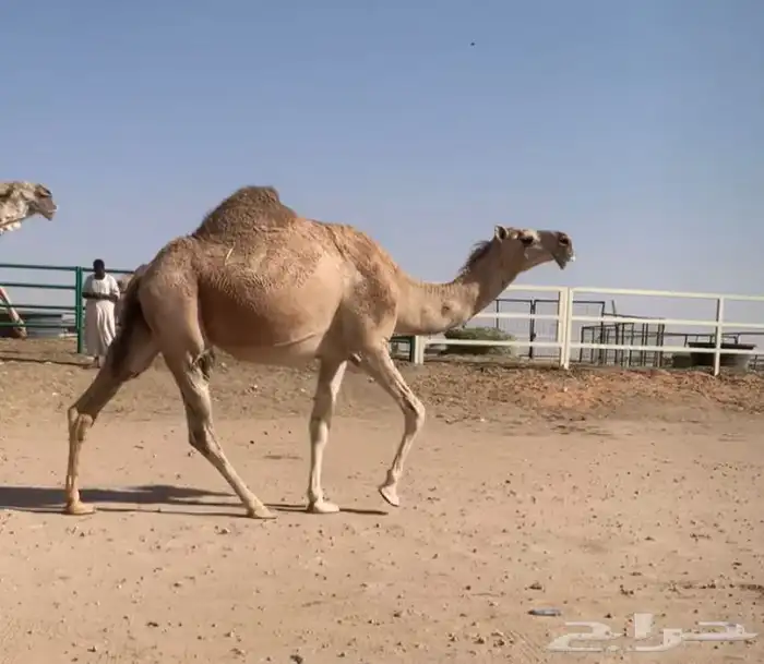 القحه تم البيع 5