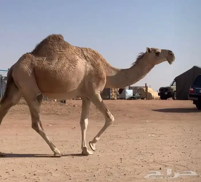 القحه تم البيع 4