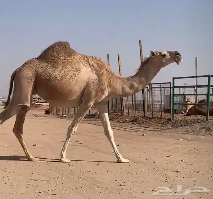 القحه تم البيع 0