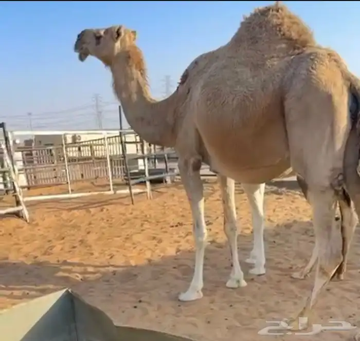 القحه تم البيع 3