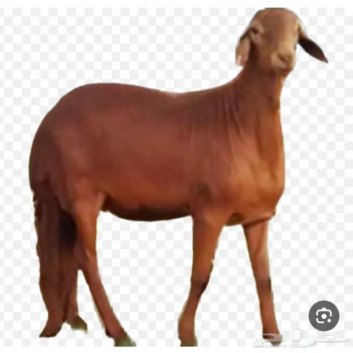 طليان سواكني للمناسبات والزواجات وعقيقه 0