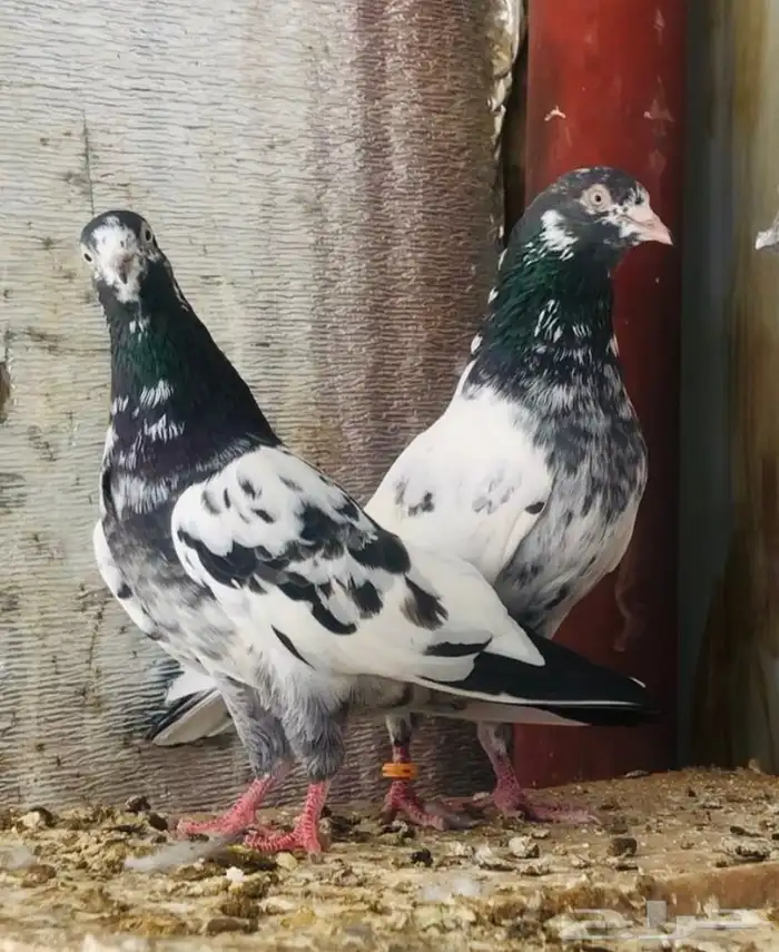 تم البيع جوز تيدي أساس 4