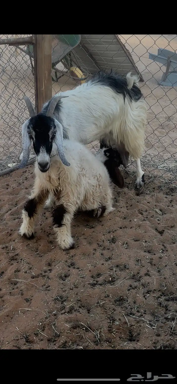 عنز تحتها طلي روم 0