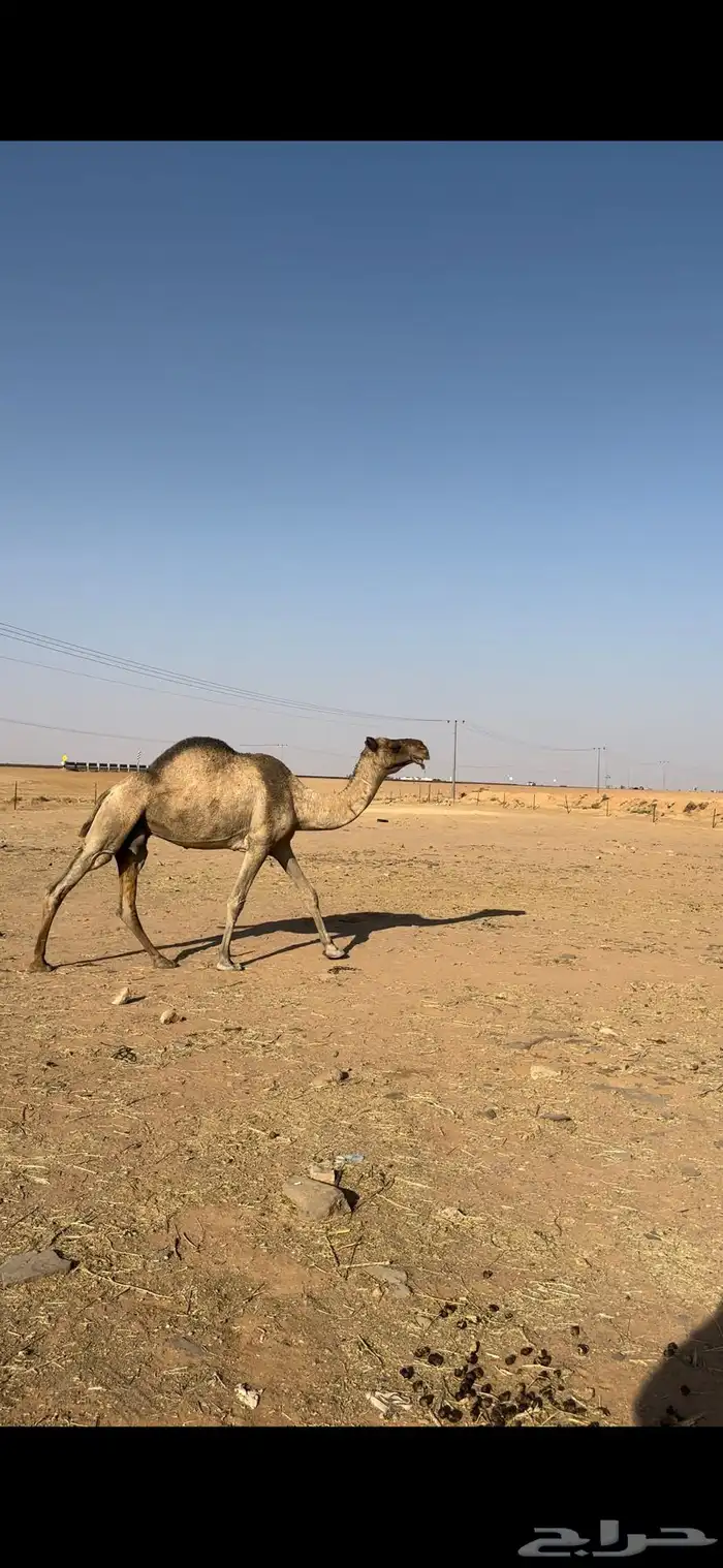 ضروبه صفراء 5