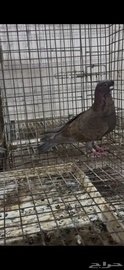 طيور زينه للبيع شاينيز سوداني دمستك index