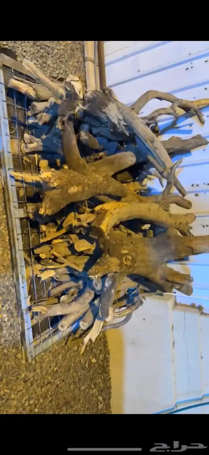 هلكس غمارتين مسح الصندوق 0