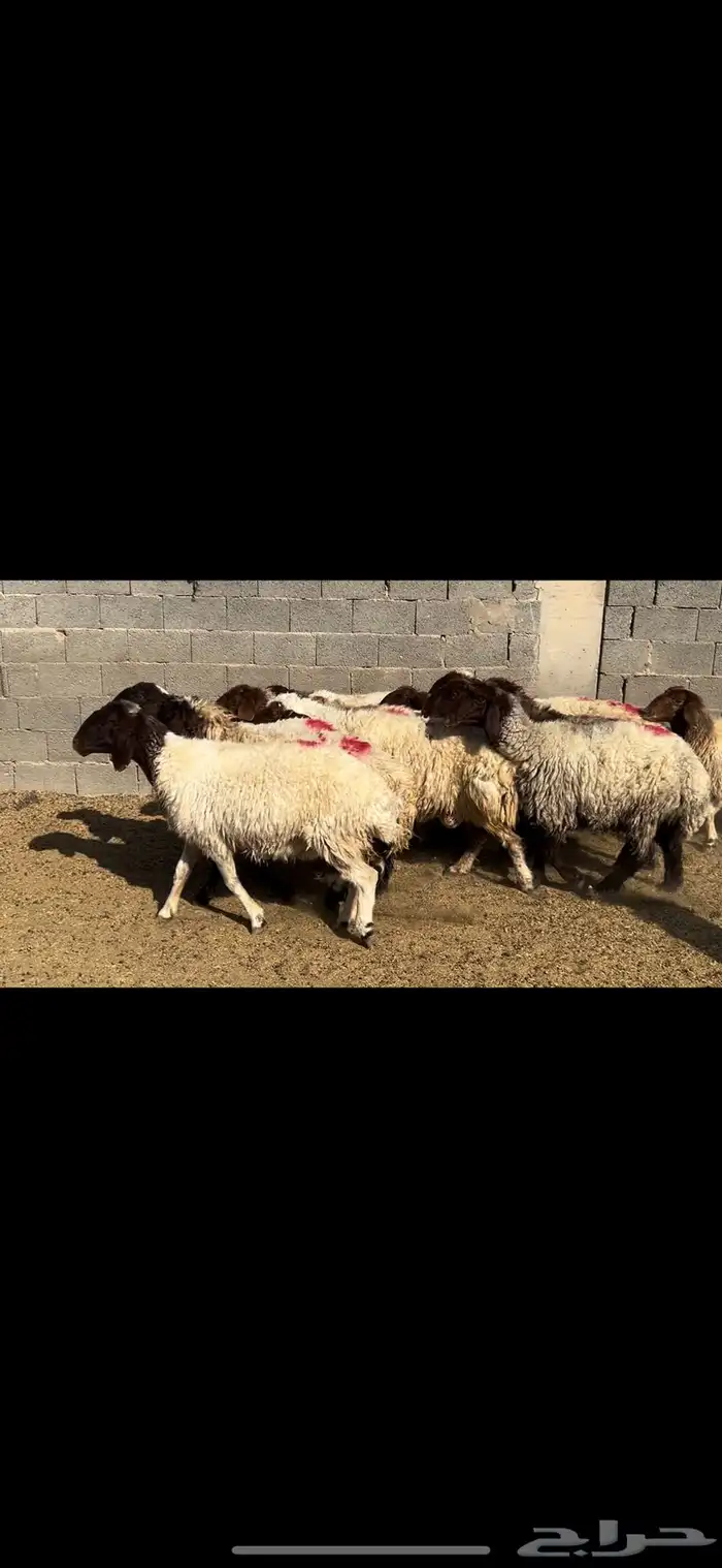 غنم نعيم شرط الدفيع . 8