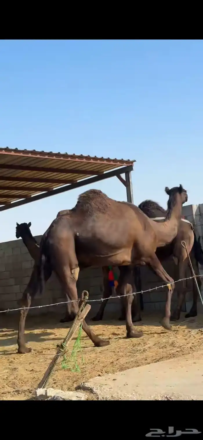 آبل للبيع مجاهيم وبعير وافي وثلاث وضح 9