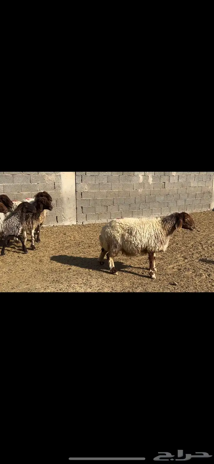 غنم نعيم شرط الدفيع . 10