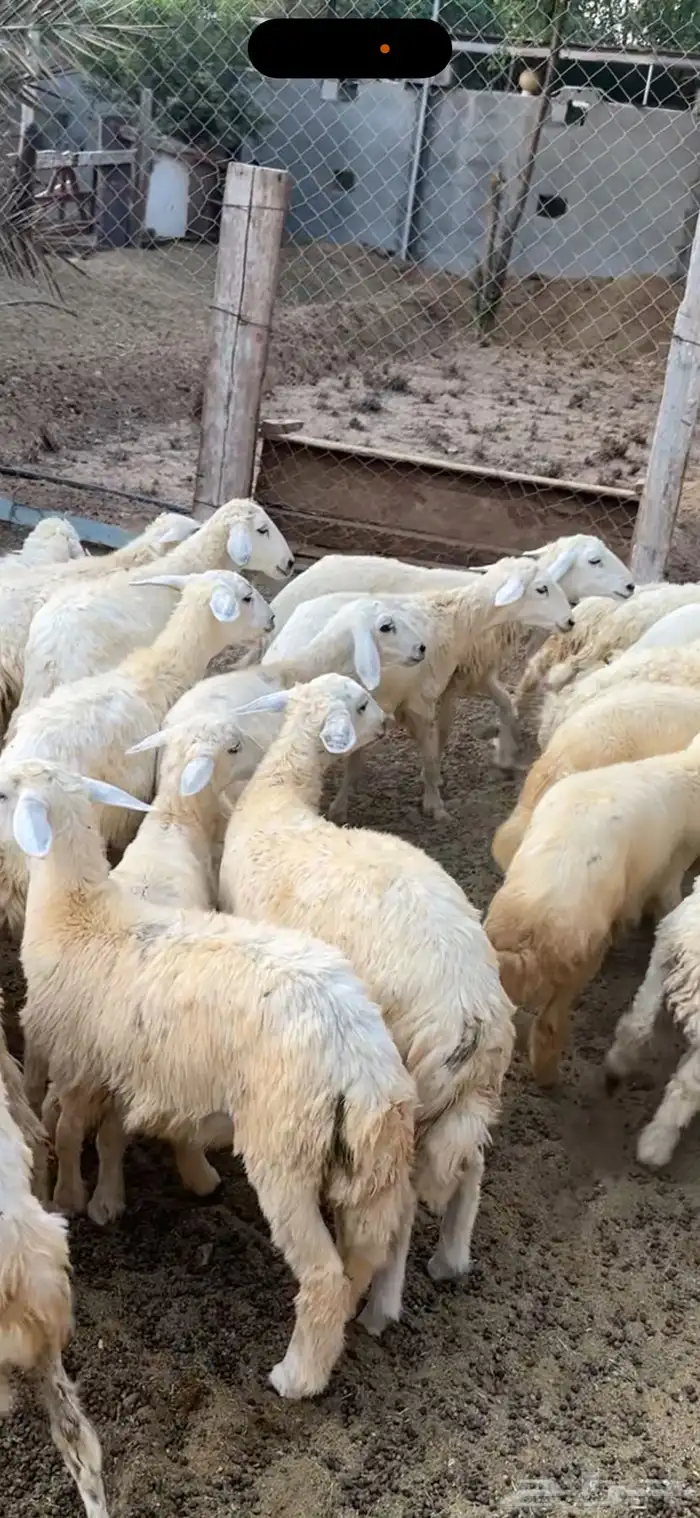 رخال للبيع العمر3شهور و4شهور 0