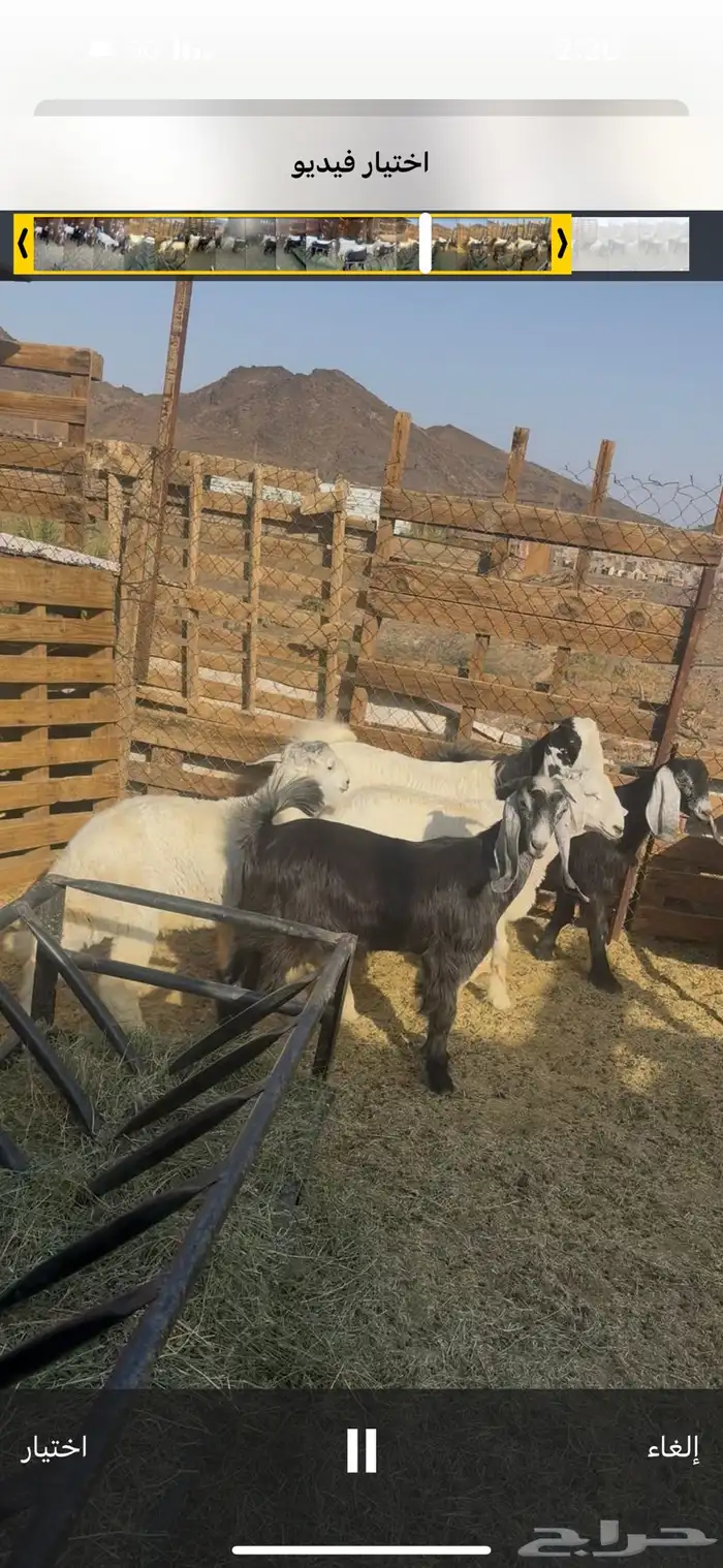 ذبايح للبيع مع السلخ والتوصيل حري ذبائح مناسبات عقيقه ثلاجه 15