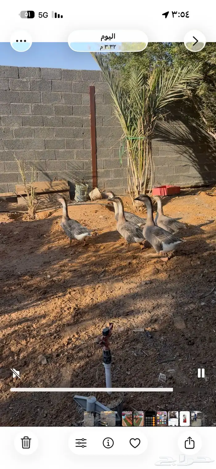 للبيع وز عراقي 3