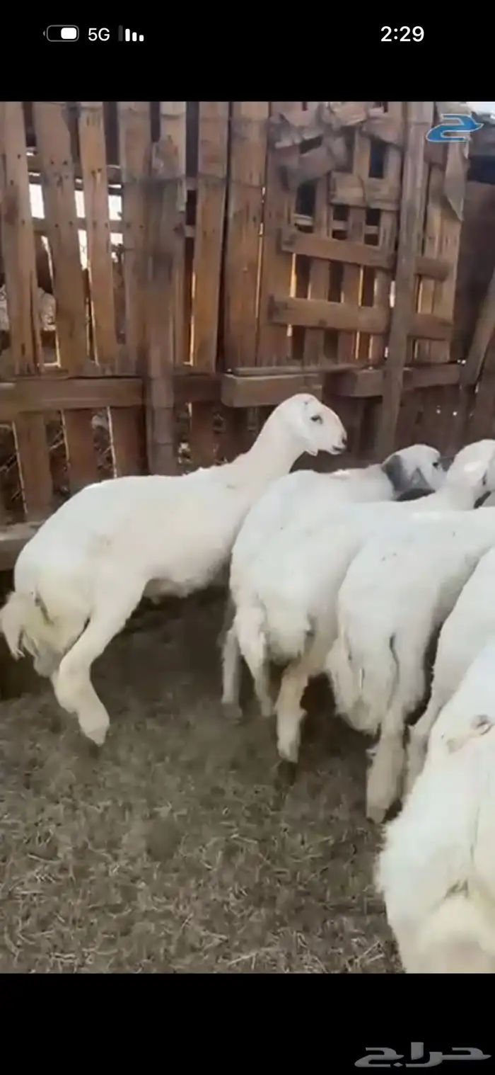 ذبايح للبيع مع السلخ والتوصيل حري ذبائح مناسبات عقيقه ثلاجه 6