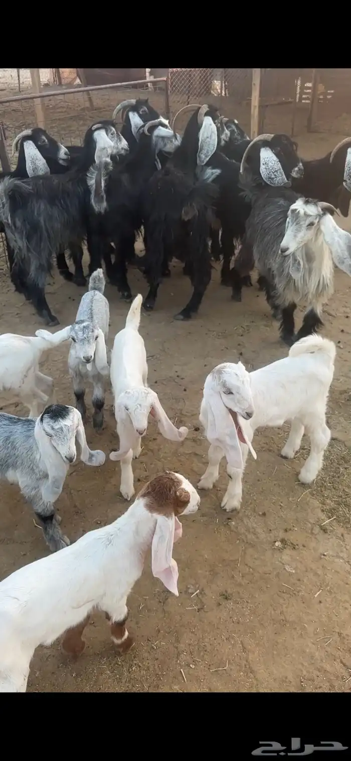للبيع معزاء عوارض خلفات 0