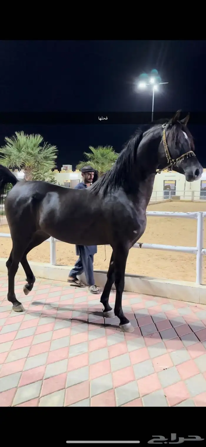 فرس واهو جميله وقيمتها قيمة فرس شعبيه 2