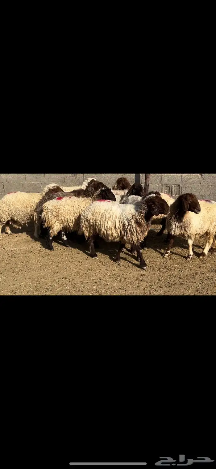 غنم نعيم شرط الدفيع . 3