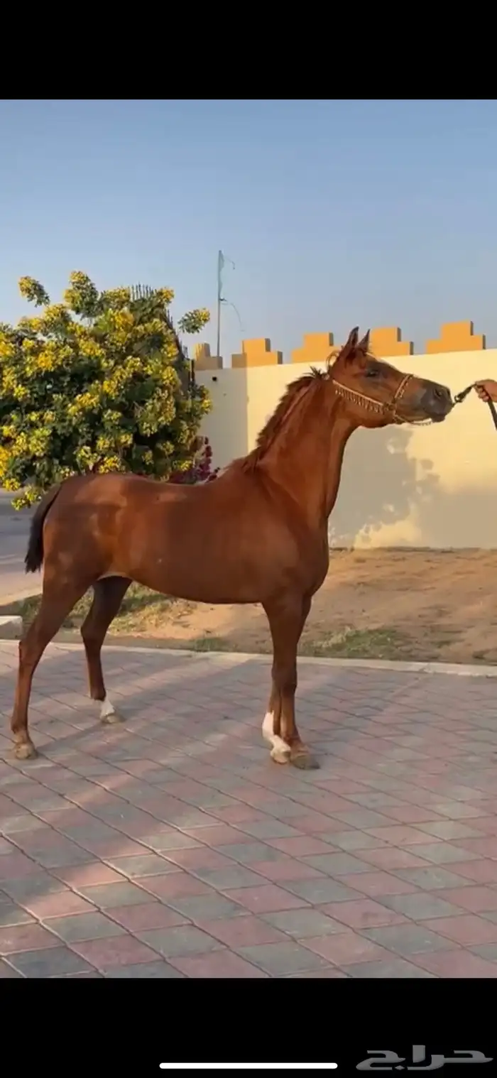 فرس واهو جميله وقيمتها قيمة فرس شعبيه 0