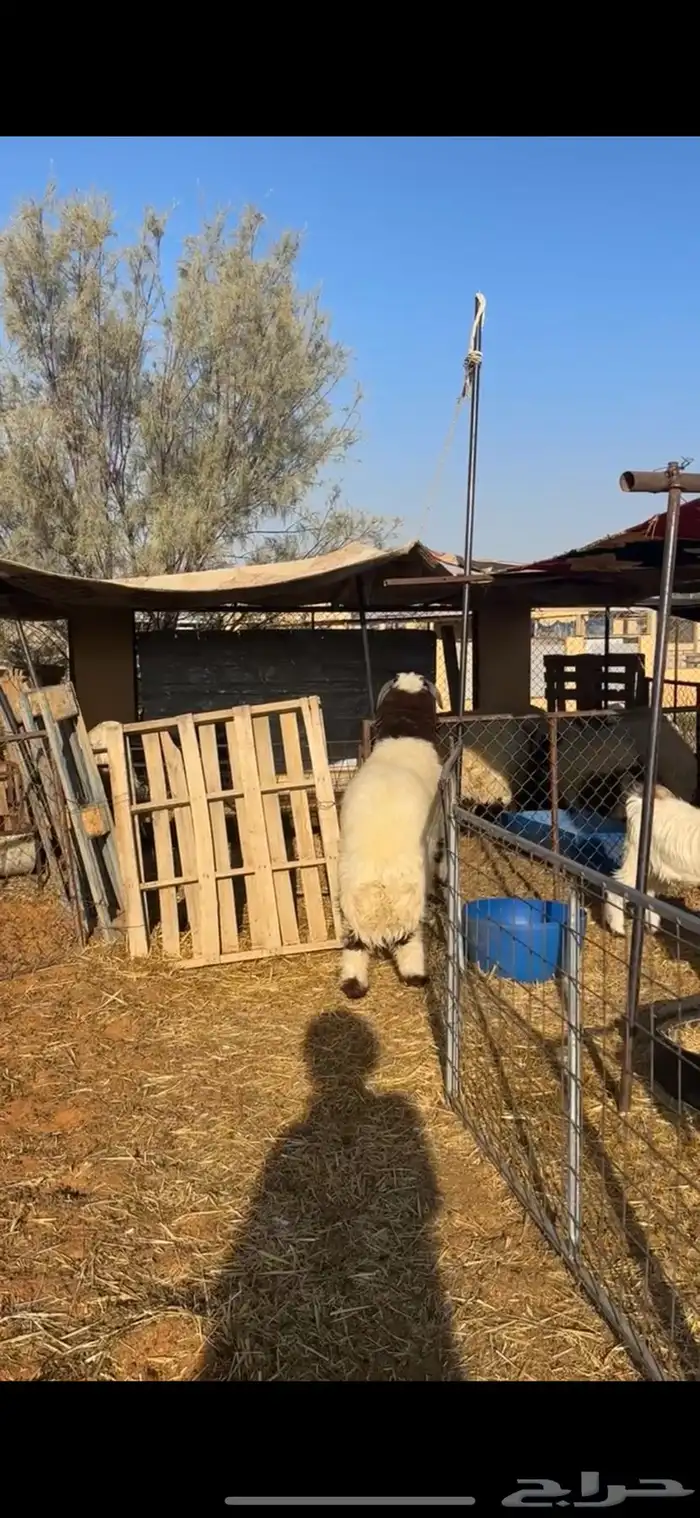 خروف فاخر 2