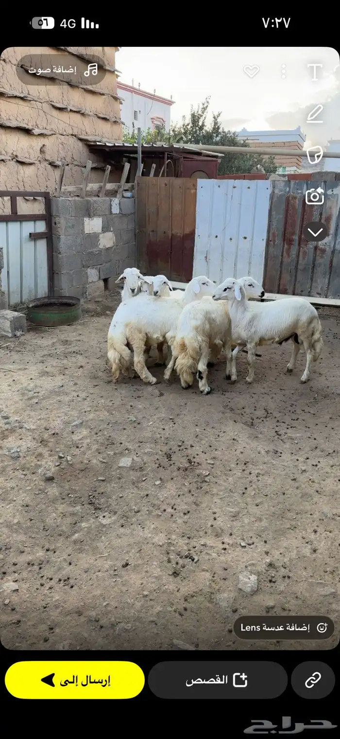 خرفان مناسبات للبيع 1