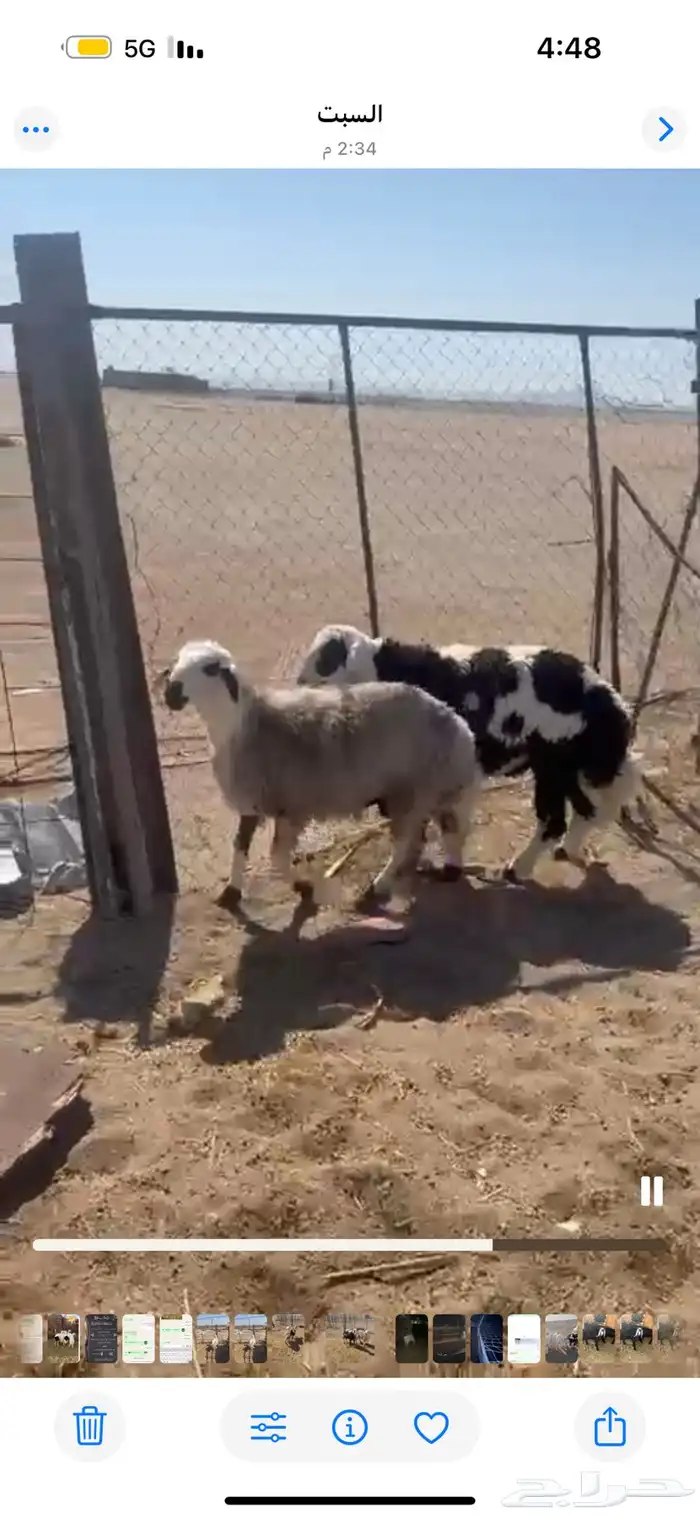 ذبايح للبيع مع السلخ والتوصيل حري ذبائح مناسبات عقيقه ثلاجه 10