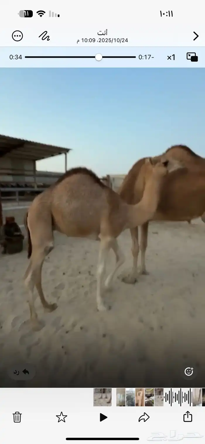 لبيع قعود سمين فل 1