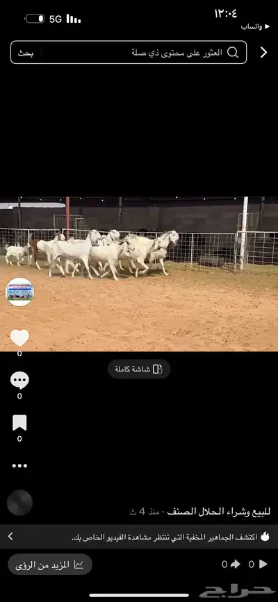 عرض بيع معزاء index
