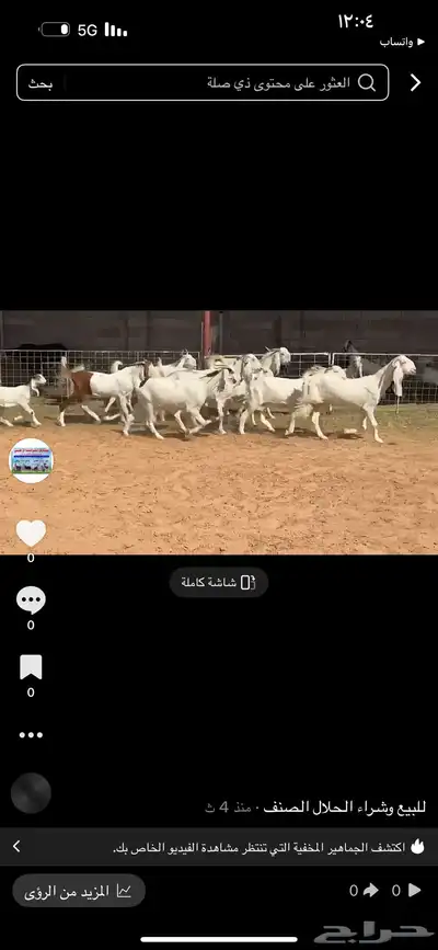 عرض بيع معزاء index